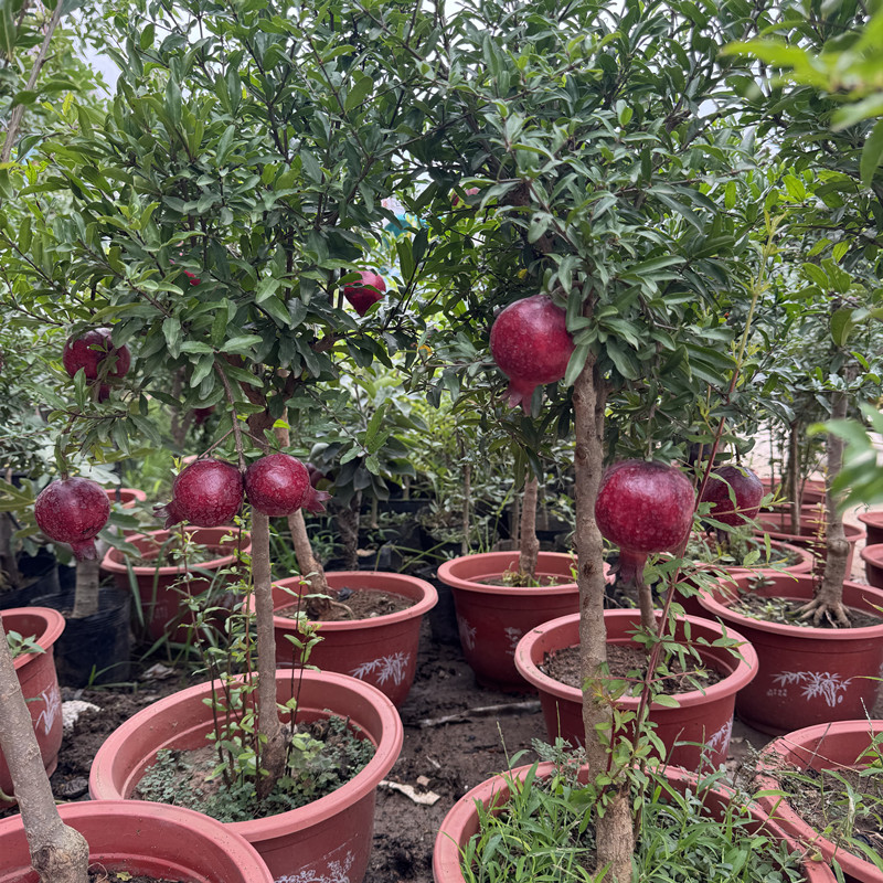 石榴紫玉红花盆栽盆景植物矮化观赏食用树苗室内外阳台庭院南北方图片