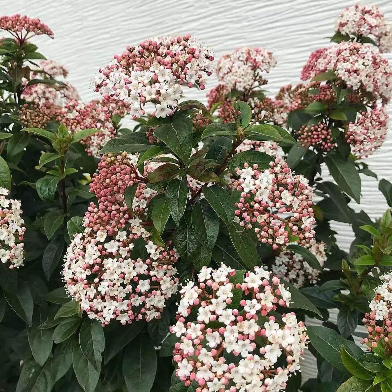欧洲粉星地中海荚蒾多年生