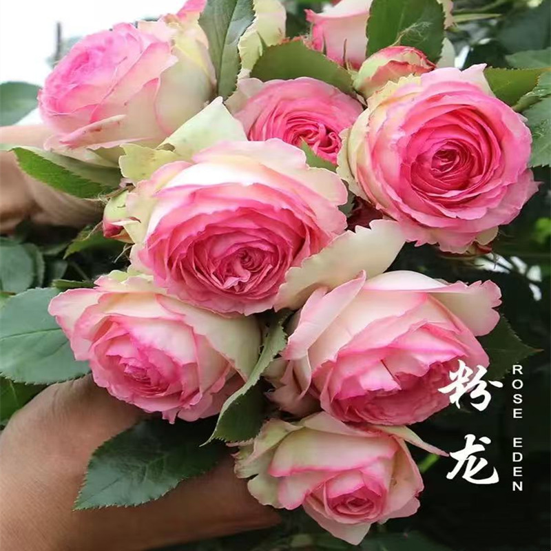 粉色龙沙宝石藤本月季大花爬藤