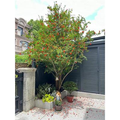 观赏石榴树苗阳台庭院果别