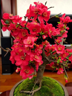 木瓜海棠盆景老桩原生四季海棠花盆栽阳台室内盆栽绿植海棠果树苗