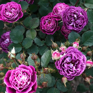 合唱团哈德斯菲尔德月季花苗特大花浓香暗紫色灌木丰花玫瑰苗盆栽