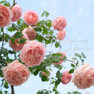 亚伯拉罕达比月季四季开花藤本大花月季花苗浓香庭院花园爬藤植物