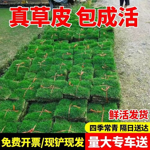 草皮真坪带泥土四季青别墅