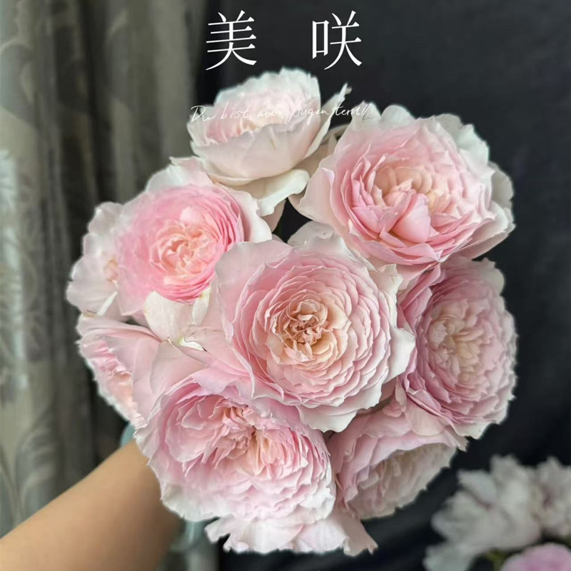 美咲月季花大苗盆栽杯状朵