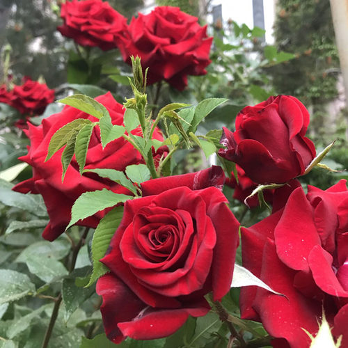 墨红可食用玫瑰花大苗盆栽