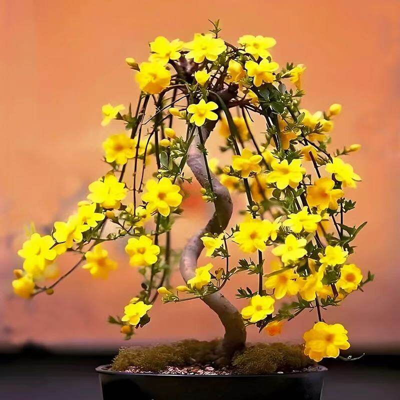 重瓣迎春花三台迎春盆景虎蹄迎春花老桩提根造型盆景好养带花苞,鲜花速递/花卉仿真/绿植园艺,造型盆景,淘宝优惠券,粉丝福利购,淘宝优惠卷