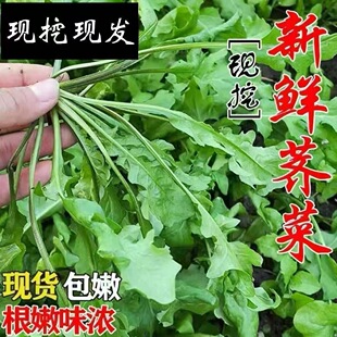 荠菜新鲜野菜甘肃油菜苔新鲜尖苜蓿芽菜现摘现发野生蔬菜农家菜