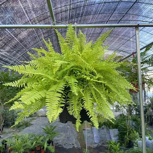 黄金波斯顿蕨室内外美化环境