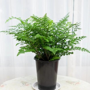 吉姆蕨宝石蕨平安蕨室内客厅办公桌绿植盆栽假山鱼池配景净化空气