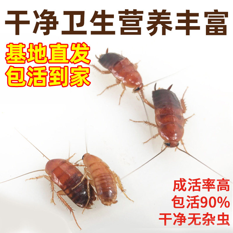 杜比亚蟑螂活体饲料樱桃红蟑螂幼体活虫爬宠虫鸣虫食物守宫金龙鱼,宠物/宠物食品及用品,爬虫/鸣虫食物,淘宝优惠券,粉丝福利购,淘宝优惠卷