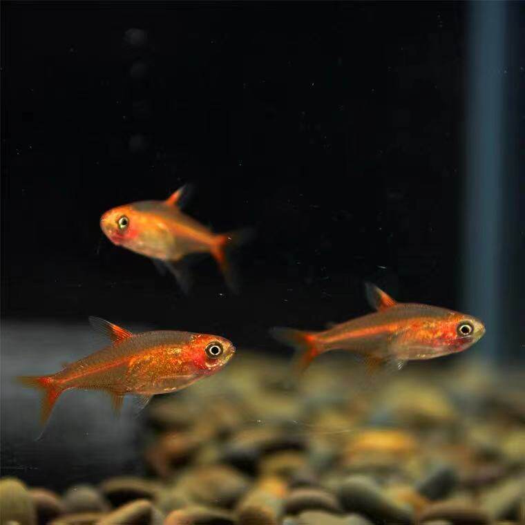 喷火灯热带鱼淡水鱼小型观赏鱼灯科鱼红绿灯红色群游鱼火焰鱼活体