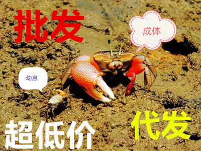 辣椒蟹相手蟹将军蟹弹涂鱼跳跳鱼水族观赏宠物活体饲养盒躲避屋打