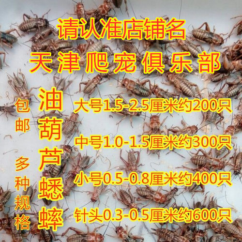 蛐蛐蟋蟀油葫芦蟋蟀活体爬虫饲料蛐蛐针头蟋蟀杜比亚活虫包邮
