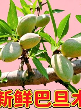 新鲜巴旦木正宗采摘青皮带壳鲜果