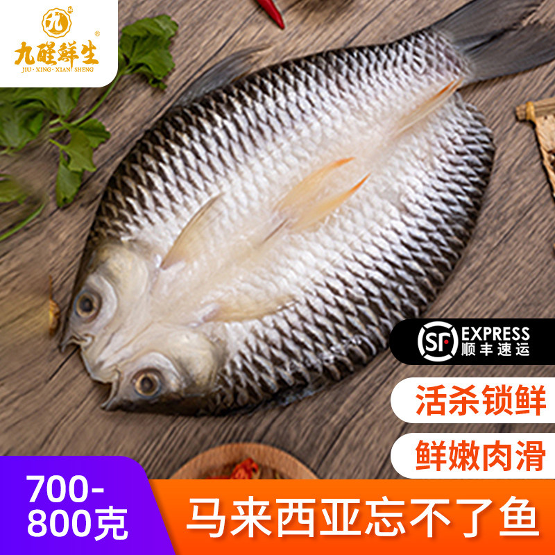 半条鱼图片,图片_大山谷图库