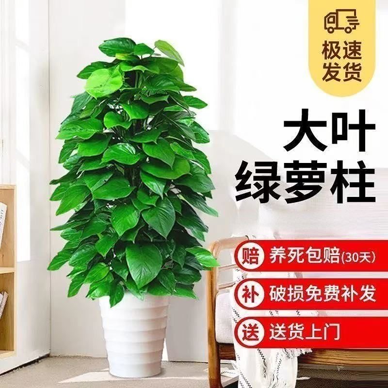 绿萝柱室内绿植盆栽新手易养净化空气办公室客厅装饰植物