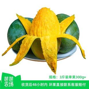 【芭芭农场】凯特芒3斤300g+ 催熟后按压变软即可食用