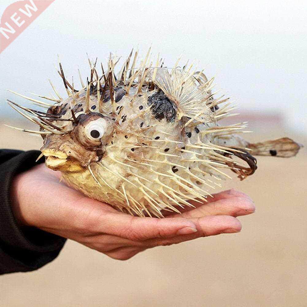 Puffer Fish Air Drum Fish Bone Porpoise Specimen Skin Fish