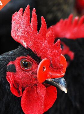 20 Pcs Hens Pheasant Anti-pecking Glasses Chicken Farming Eq