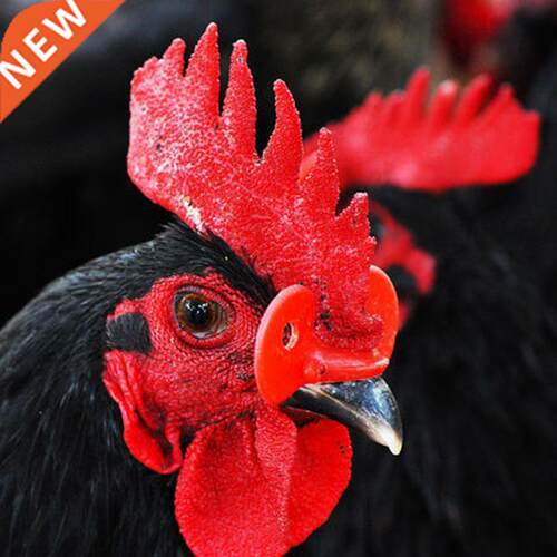 20 Pcs Hens Pheasant Anti-pecking Glasses Chicken Farming Eq
