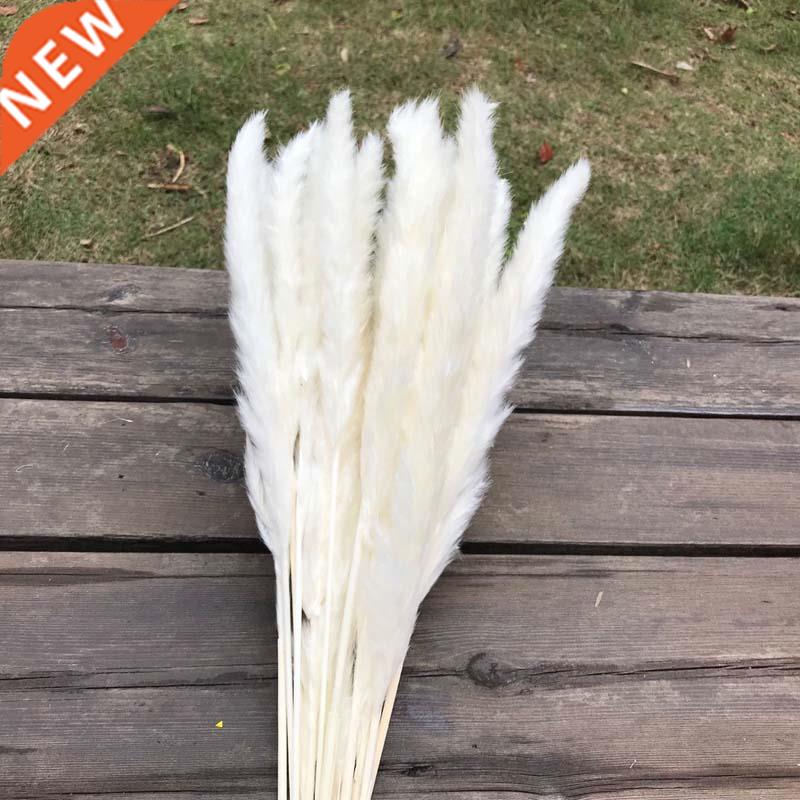 Flower Ear15~0CM/Toal Length 42-50CM Real Dried Natural Pam