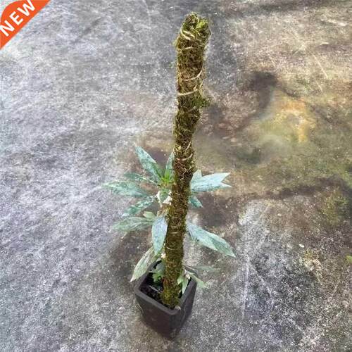 Natural Color Plant Climber Flexible Green Radish Climbing