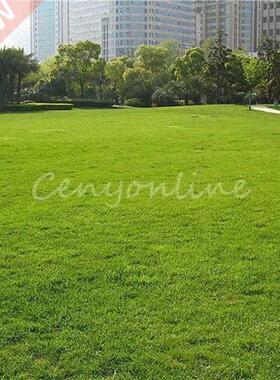 500g Seeds / bag Tall Fescue Grass Seed ( Festuca arundinac
