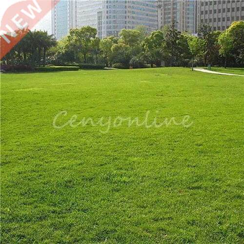 500g Seeds / bag Tall Fescue Grass Seed ( Festuca arundinac