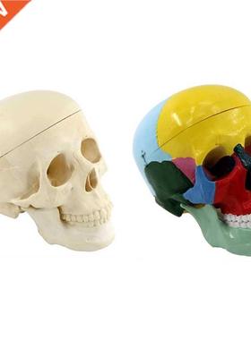 2 Types Head Skull Model Made by Professional Production Sui
