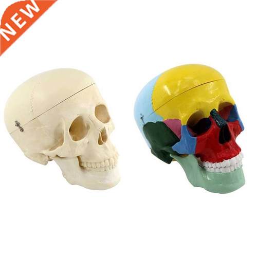 2 Types Head Skull Model Made by Professional Production Sui