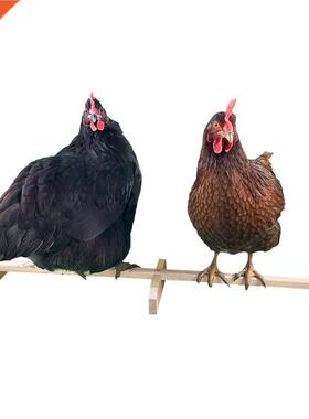Chicken Resting Bar, Hen Standing Solid Stable Wooden