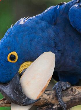 10Pcs Parrot Desalting Cuttlebone Toys Practical Pet