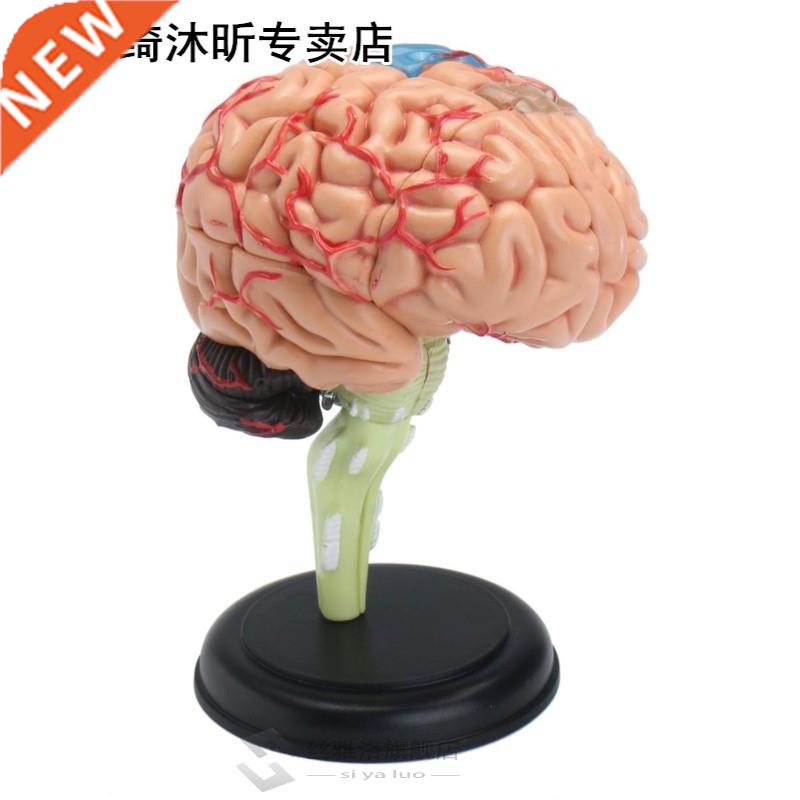 4D Anatomical Human, Brain Model Anatomy Medical Teaching To