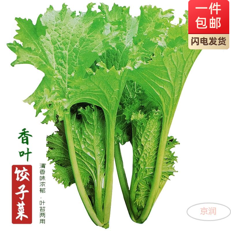 中蔬香芥菜种子种籽孑盆栽四季蔬菜芥菜种小青菜春季香叶饺子菜种