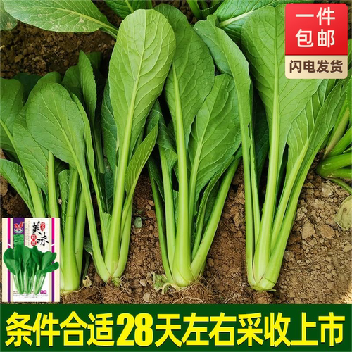 豫丰小菘菜四季青菜小白菜籽盆栽蔬菜家庭园艺种子蔬菜种子芽苗菜