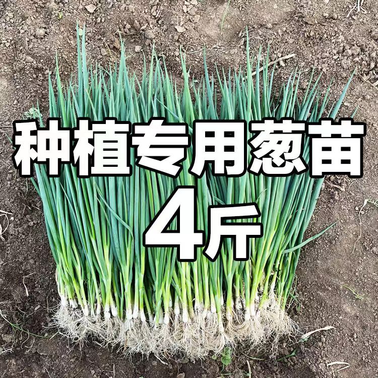 京润不开花易成活大葱苗高产