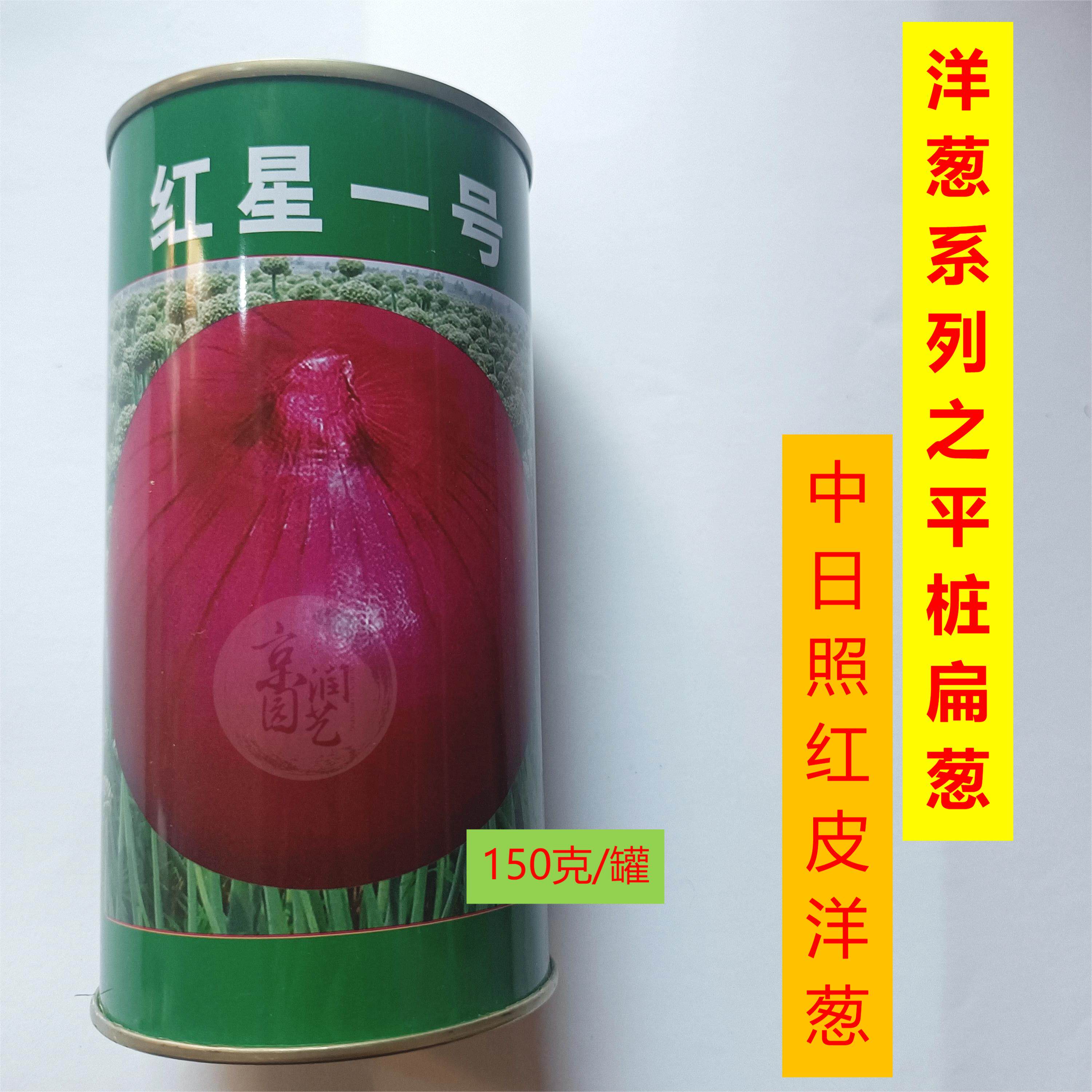 红星一号红皮洋葱种子扁圆型平桩基地专用高产紫红皮水果洋葱种籽
