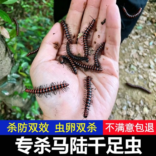 马陆杀虫剂专用药千足虫杀草鞋马路虫药花园草坪土壤百脚香烟虫