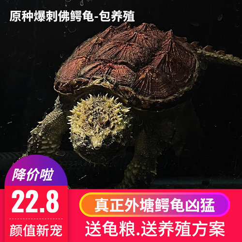 鳄龟鱼原种纯佛爆刺杂佛北美大鳄苗子乌龟宠物深水龟肉龟活物食用
