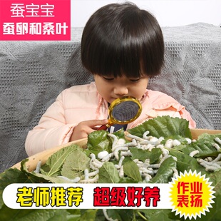 蚕宝宝活物春蚕卵种籽子和桑叶天然七彩色饲养箱学生养蚕套装别墅