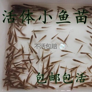 鳄雀鳝饲料粮食鱼食鱼粮肉食性鱼饲料活体小鱼鱼苗乌龟鳄龟泥鳅