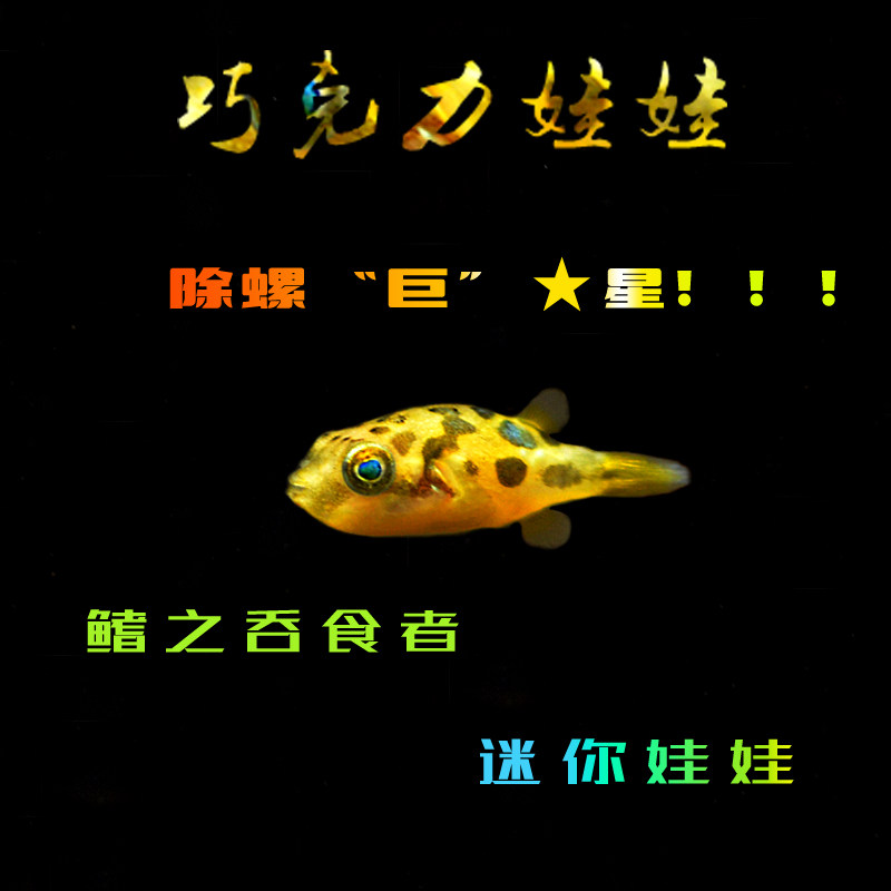 巧克力娃娃鱼迷你潜水艇蜗虫克星草缸吃螺除螺高手观赏鱼热带鱼