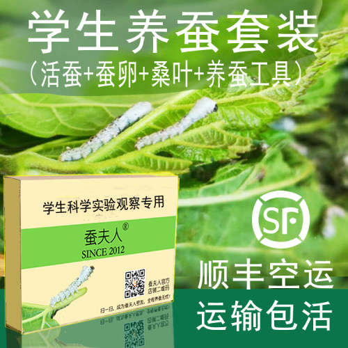 【蚕夫人】蚕宝宝套装送活蚕新鲜桑叶饲养盒蚕卵爬宠箱蚕饲料活体