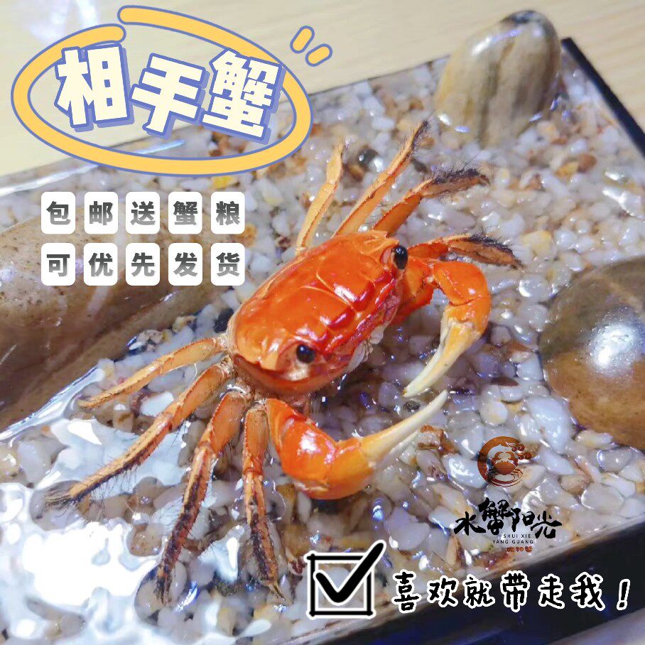 相手蟹观赏蟹活体桌面爬宠淡水螃蟹学生礼物水族易养一生一世同款