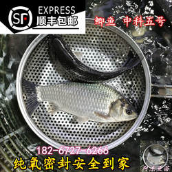 中科三号五号正方正银鲫鲫鱼活体冷水淡水养殖鱼苗大板鲫黑鲫包邮