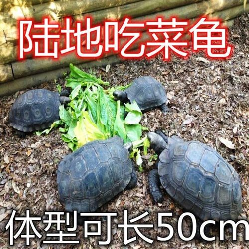 亚巨乌龟陆地巨型吃菜龟活体宠物小乌龟特大下蛋龟生蛋龟乌龟蛋