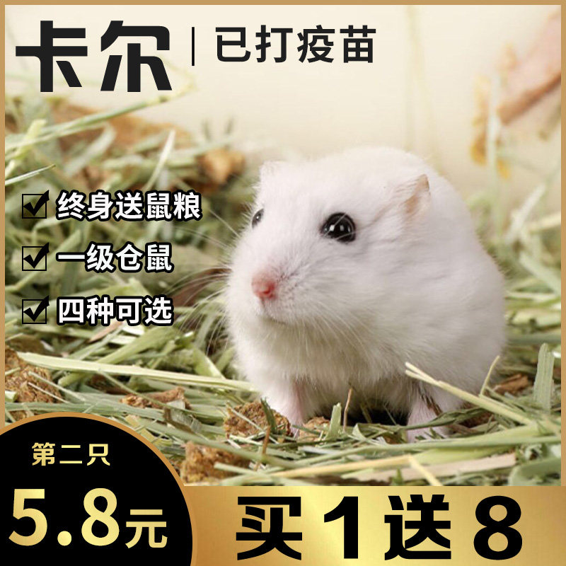 稀有小仓鼠活物幼崽已打过疫苗银狐布丁紫仓三线金丝熊活体送笼,宠物/宠物食品及用品,笼子,淘宝优惠券,粉丝福利购,淘宝优惠卷