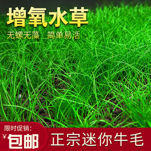 日本迷你牛毛毡种子无菌杯淡水活体水草植物鱼缸造景前景阴性草坪