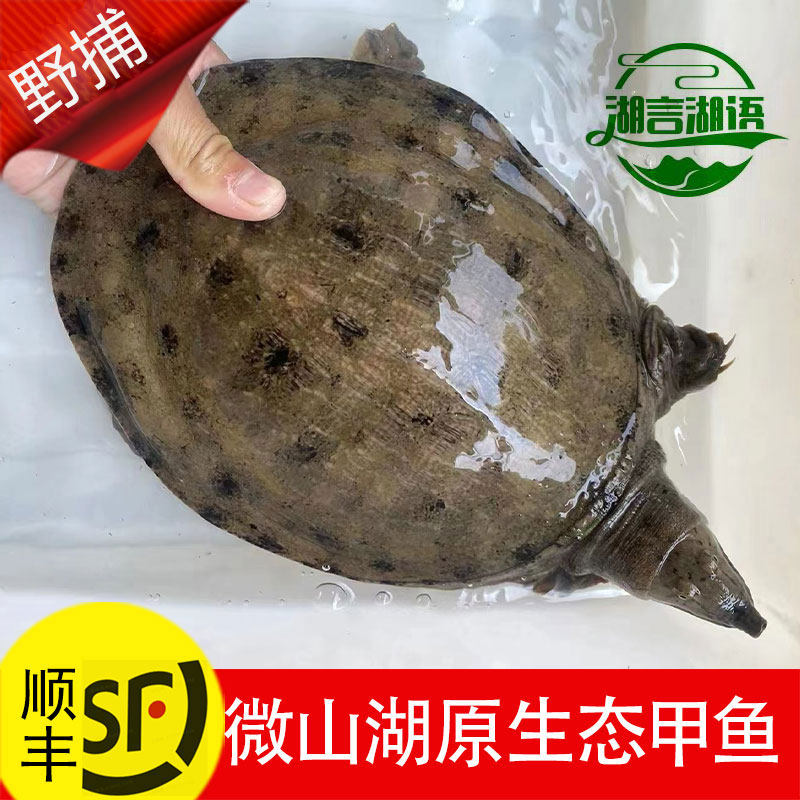 1斤1只小甲鱼鲜活原生老鳖王八活物水鱼团鱼活体中华鳖一斤半一只